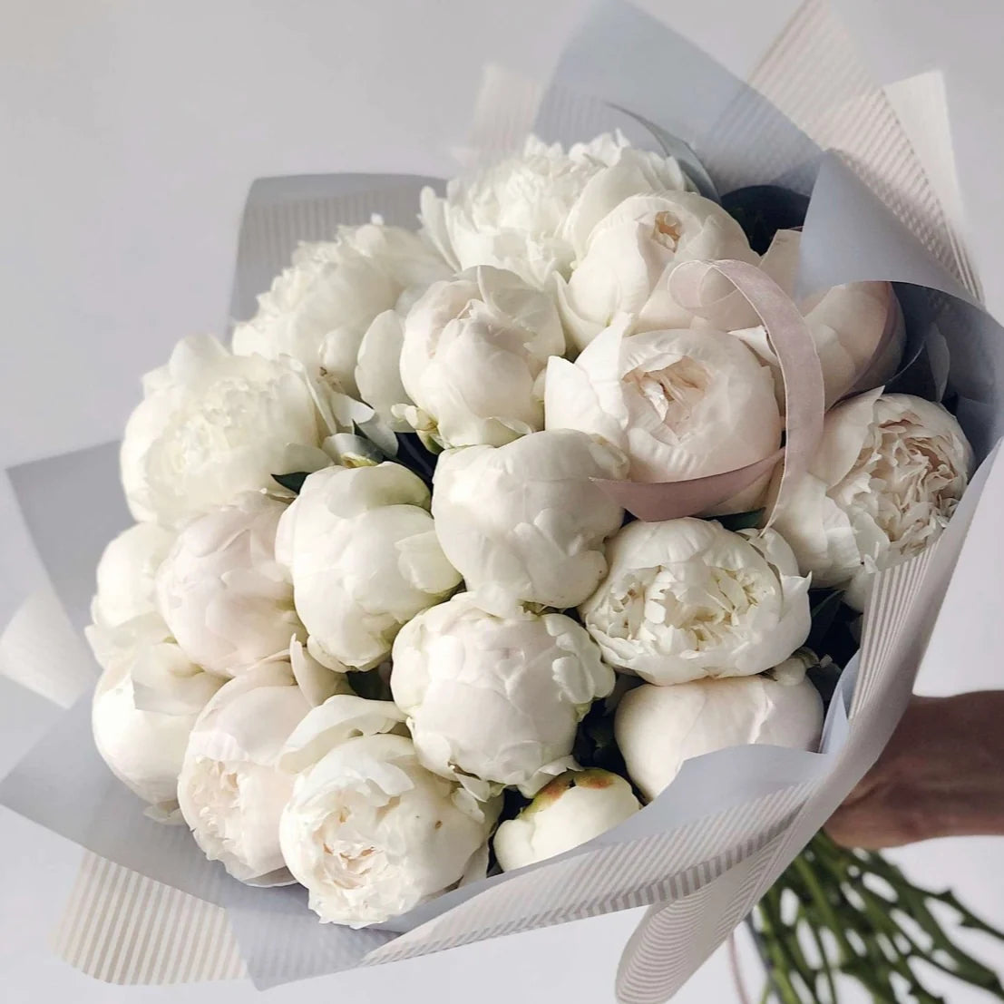 white peonies genova