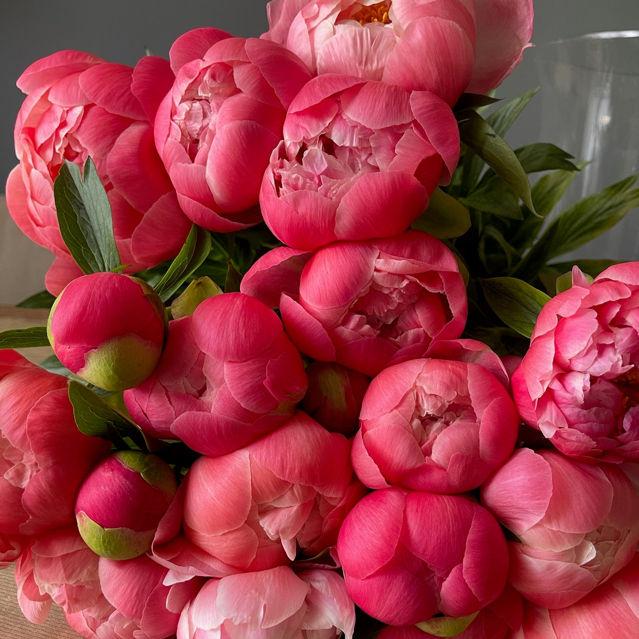 Peonies coral