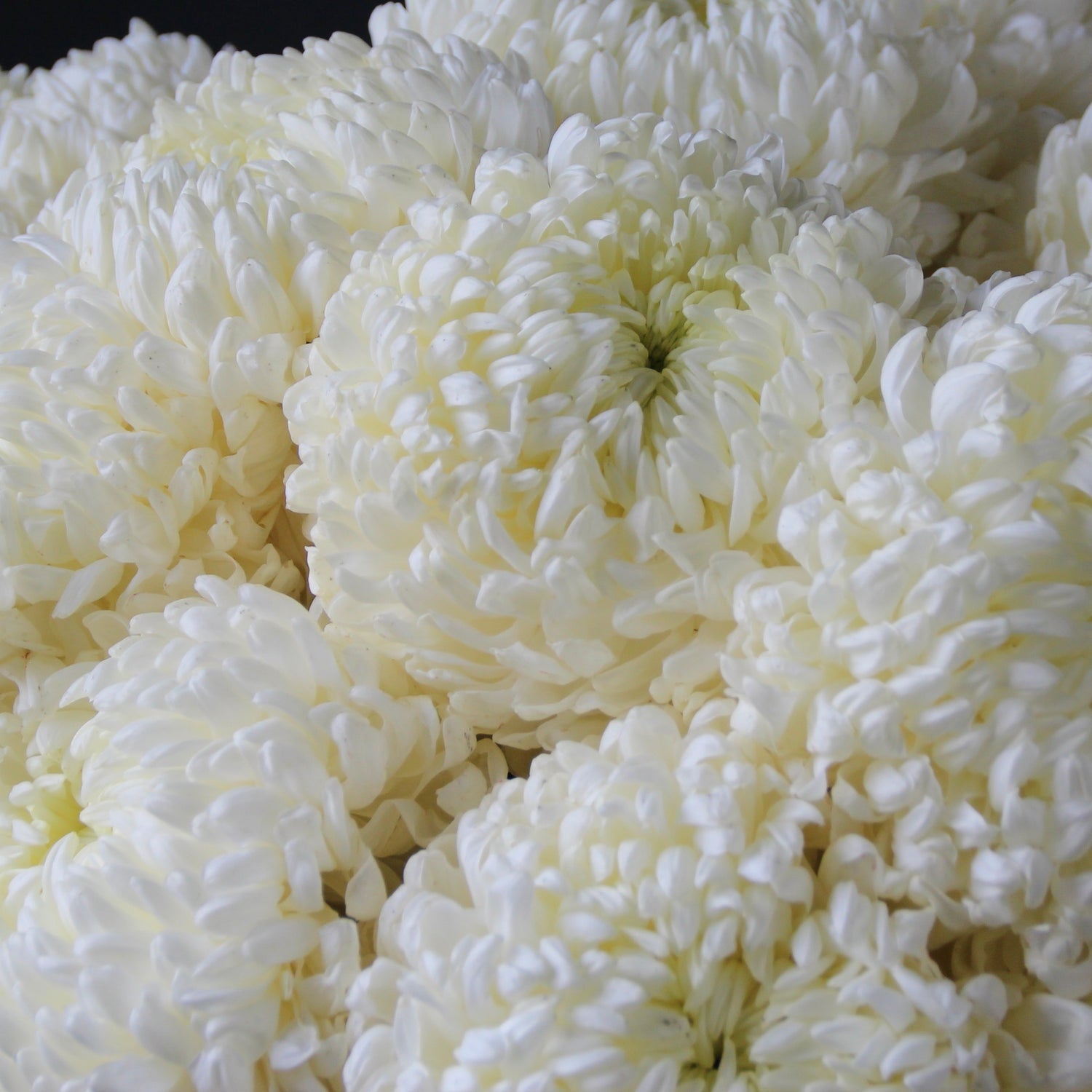 white chrysanthemum genova