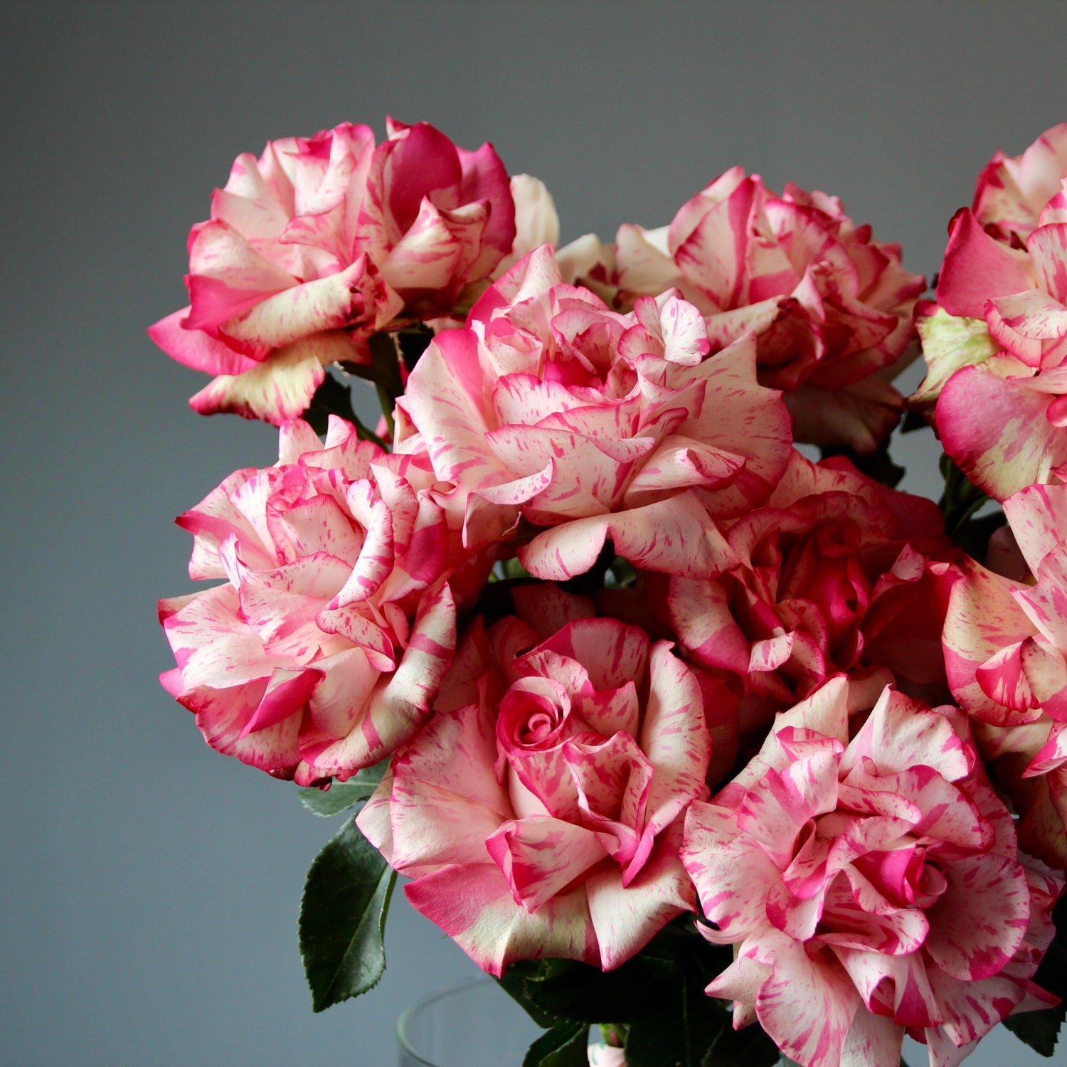rose flower