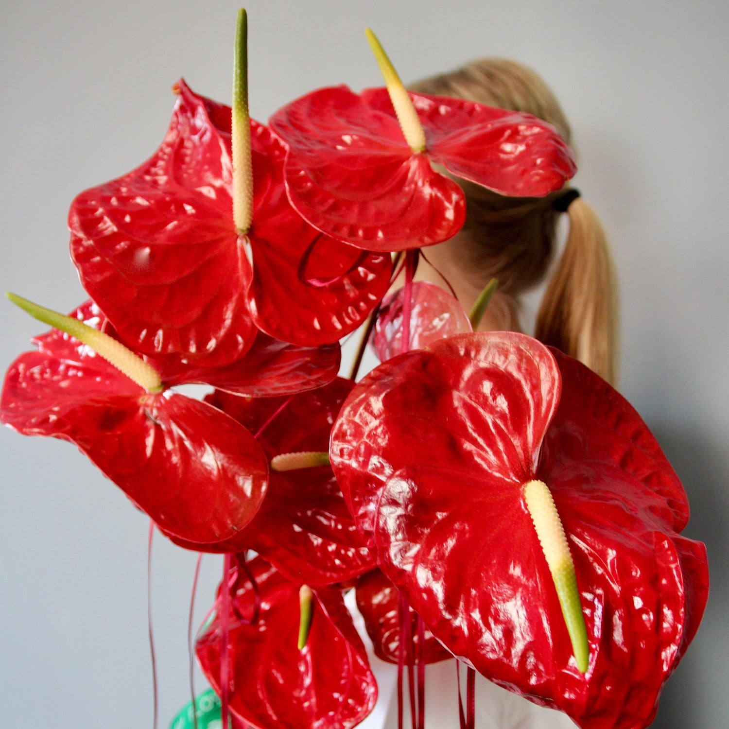 red anthurium delivery genova