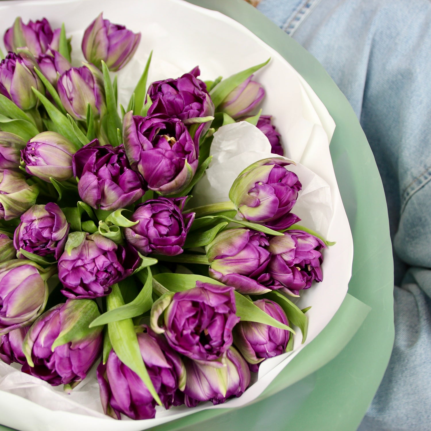tulipani testa doppia genova