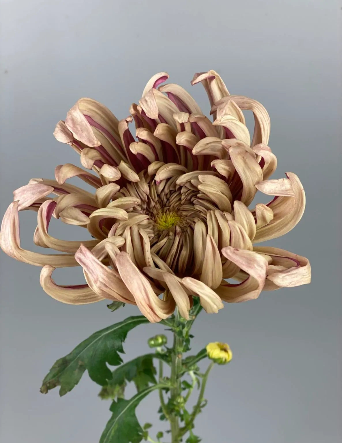 Fiori consegna genova