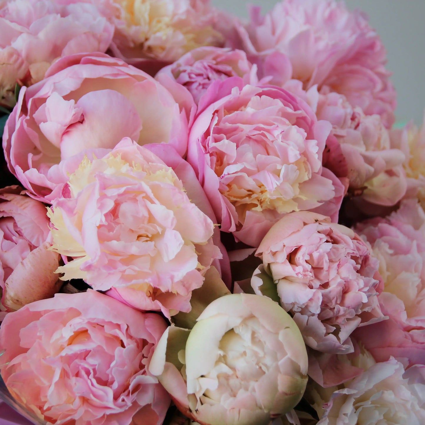 bouquet of pink peonies