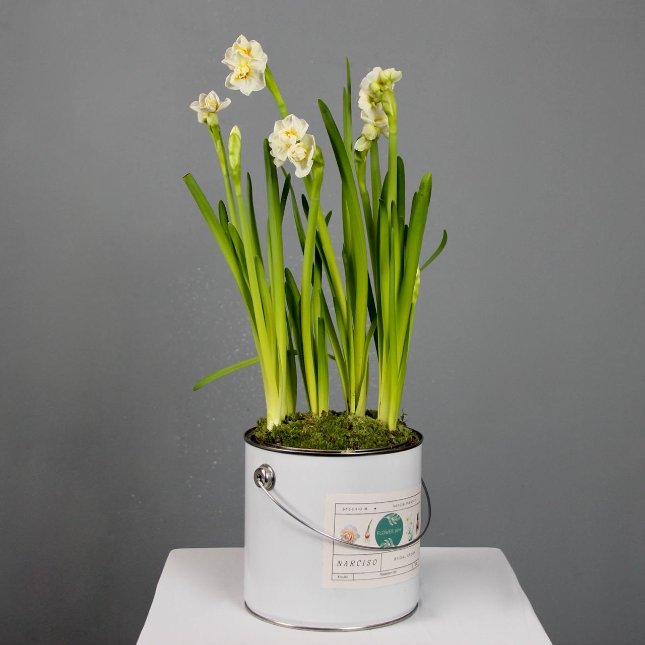Bridal Crown narcissus flowers in a medium-sized bucket