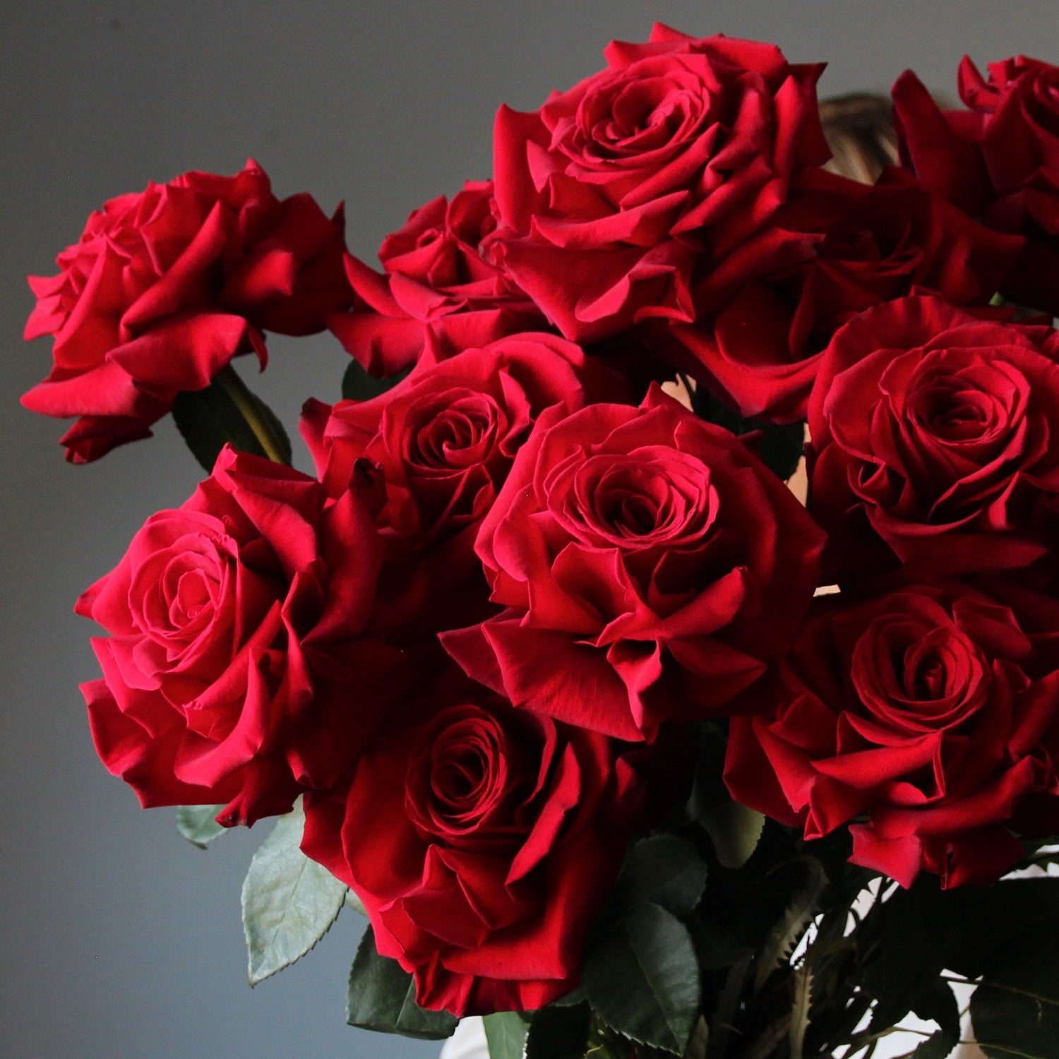roses flowers