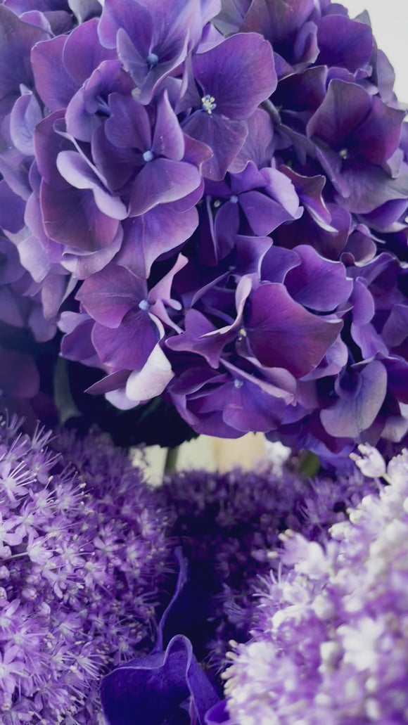 Purple Dream - video preview image