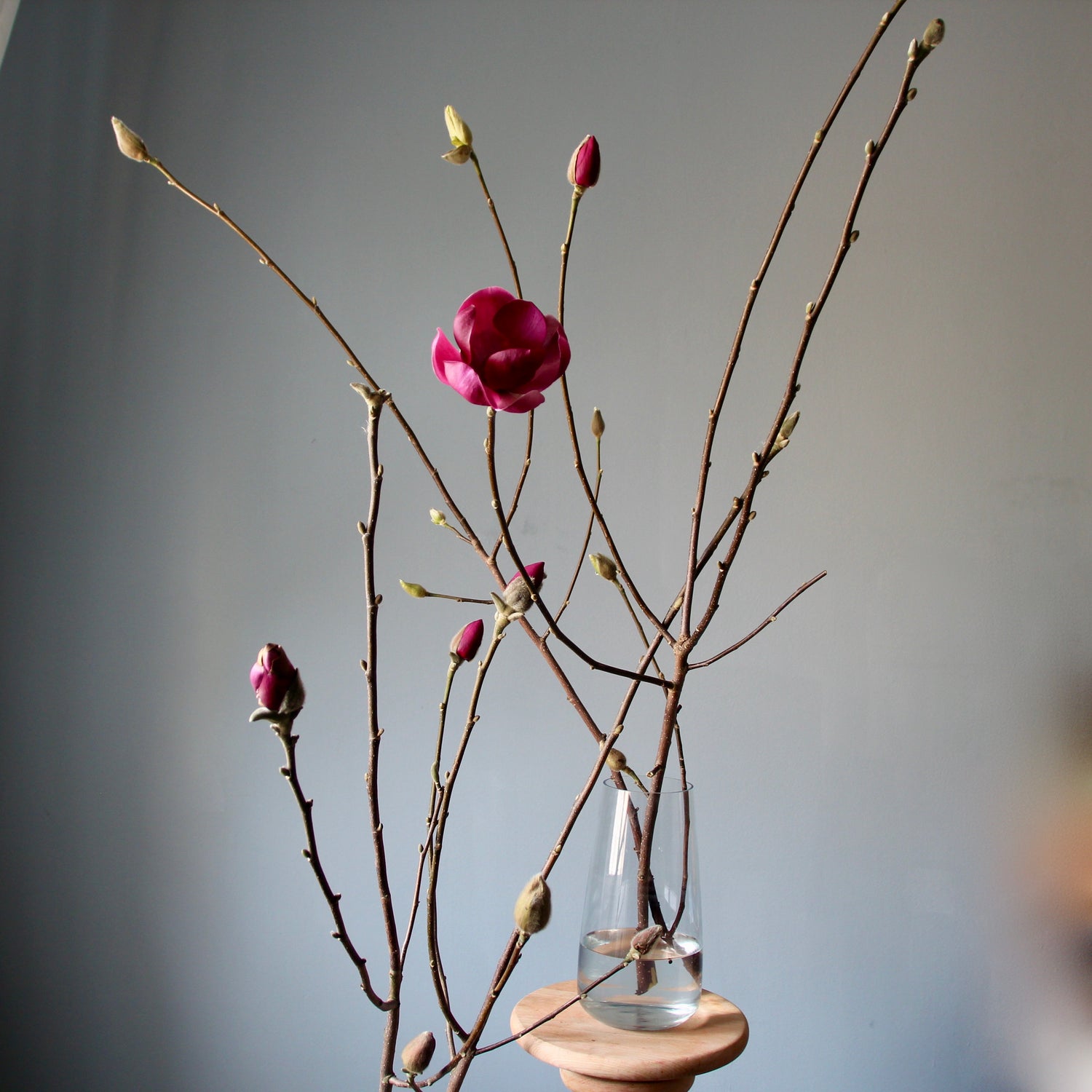 Magnolia Branches