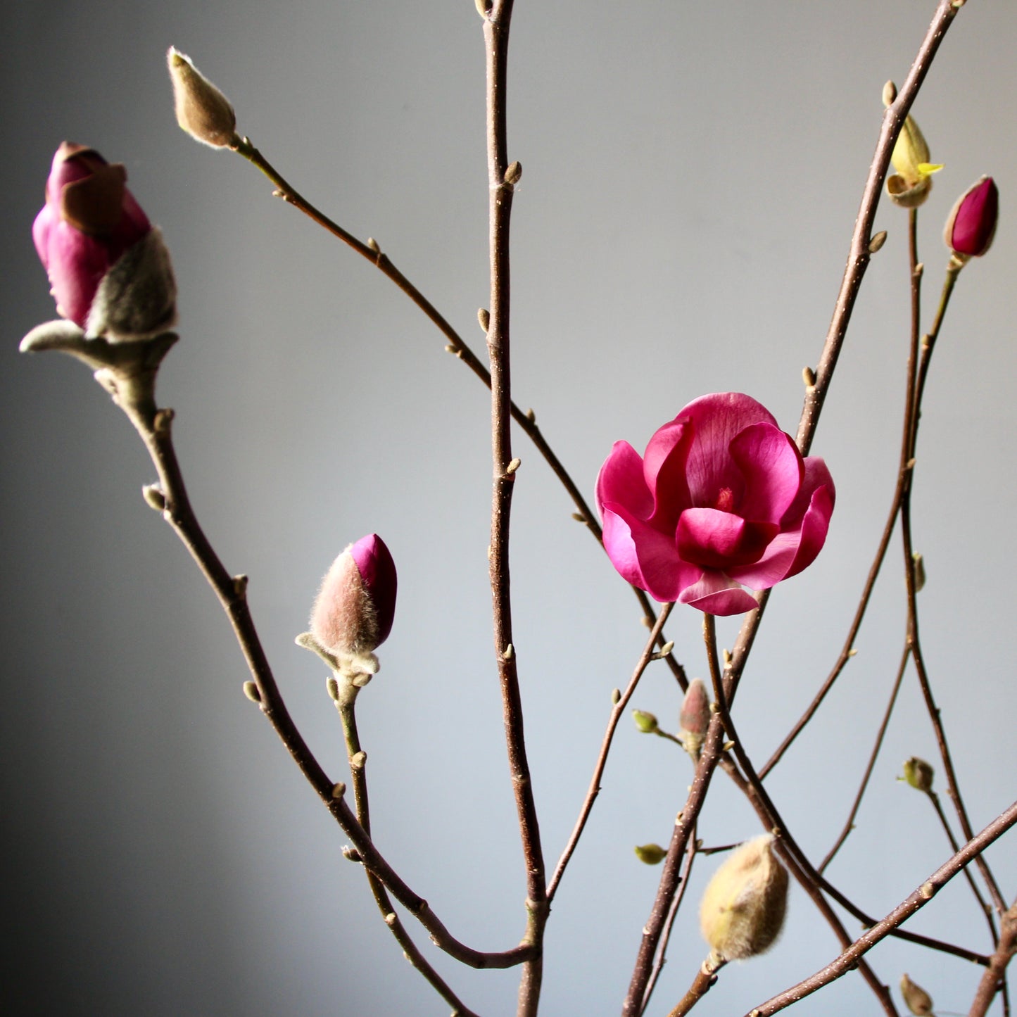Magnolia Branches