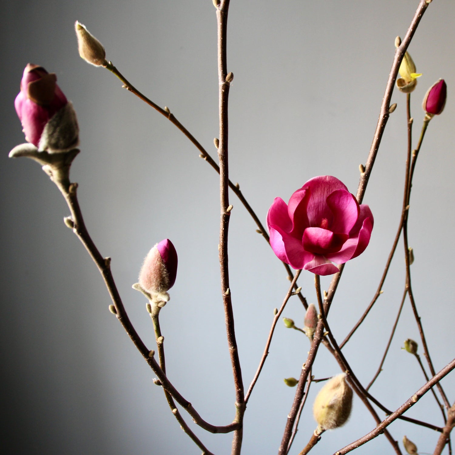Magnolia Branches