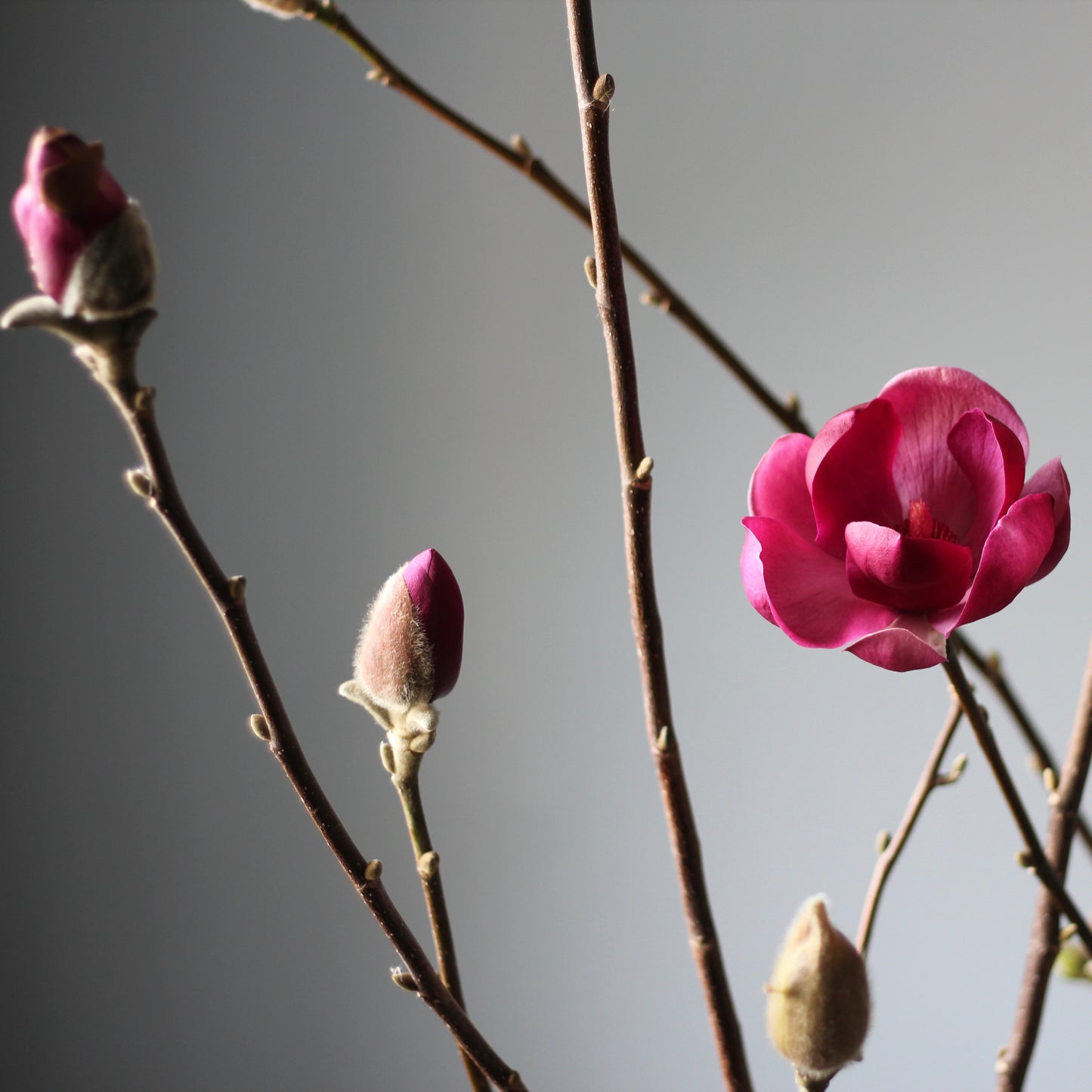 Magnolia Branches