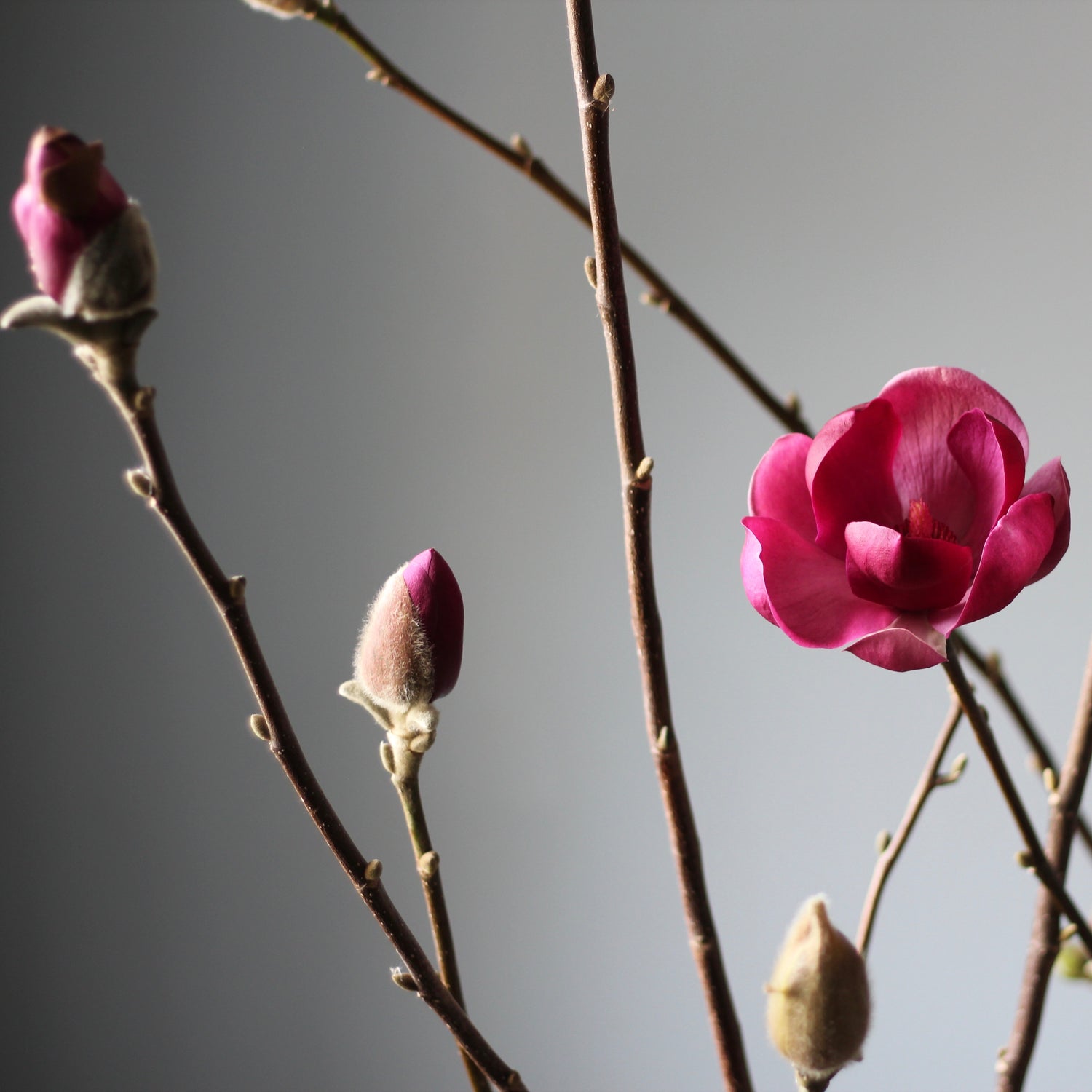 Magnolia Branches
