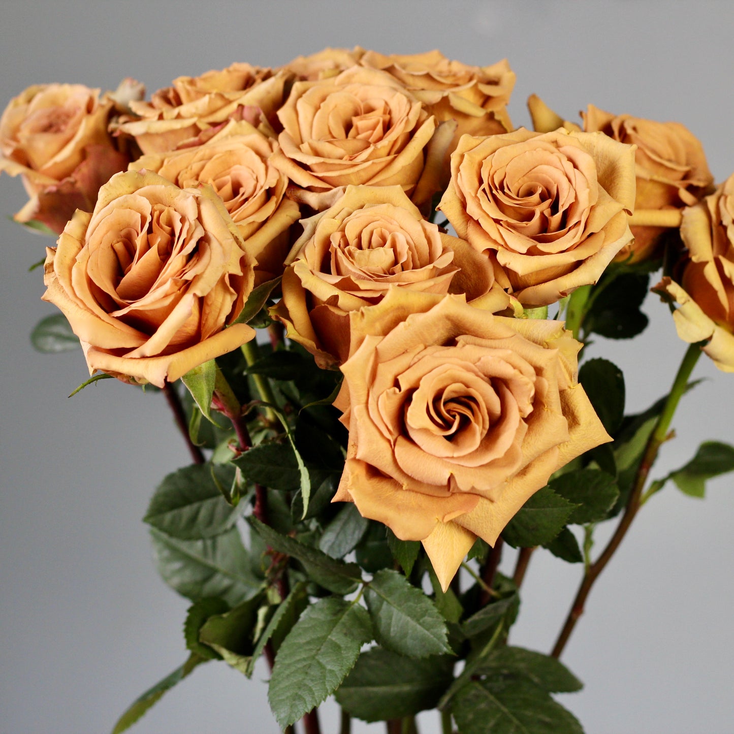 luxury roses delivery portofino Genoa liguria