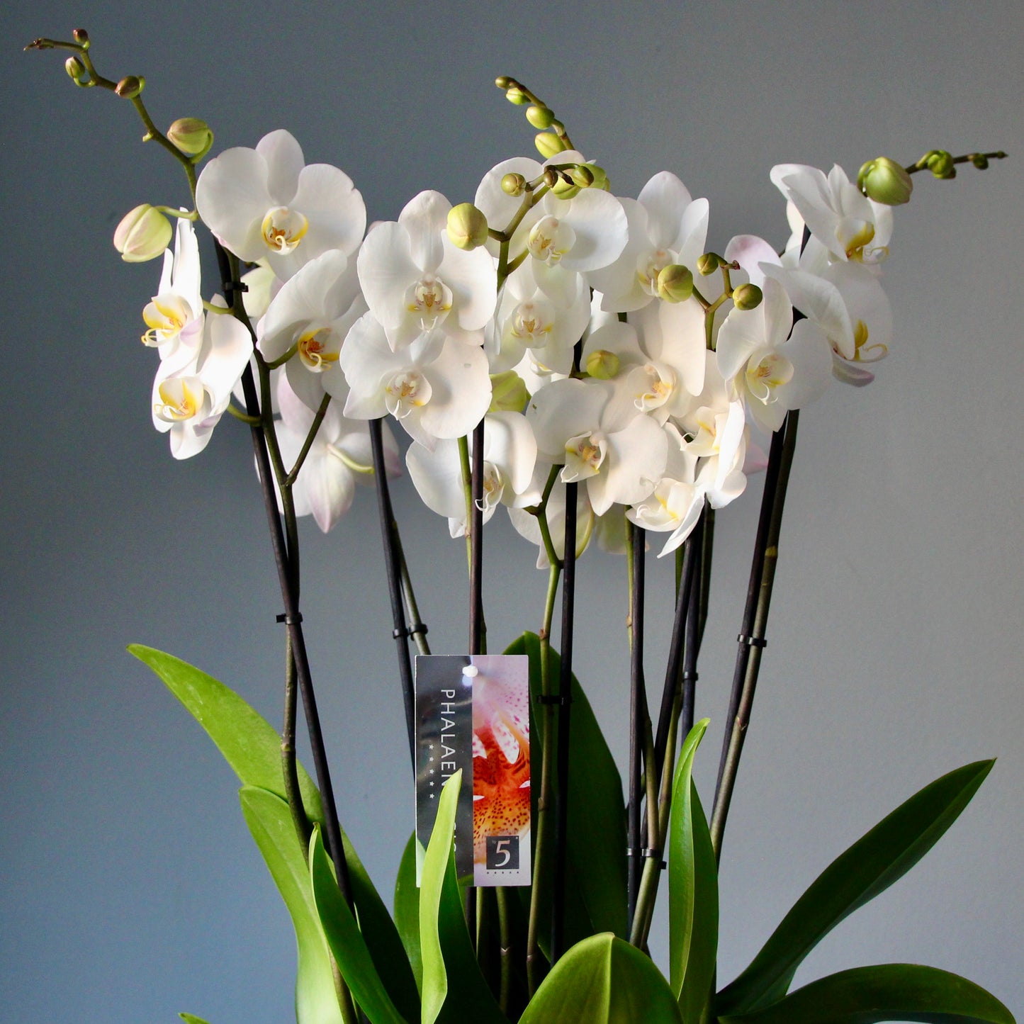 yacht flowers arrangement