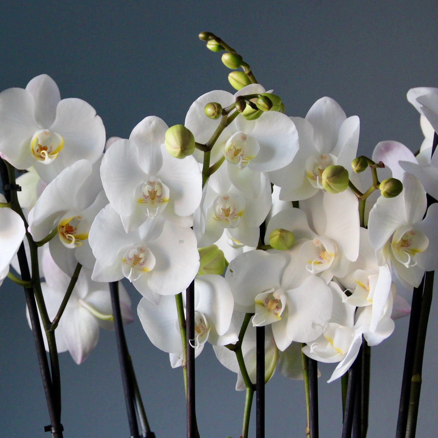 interior flower arrangement