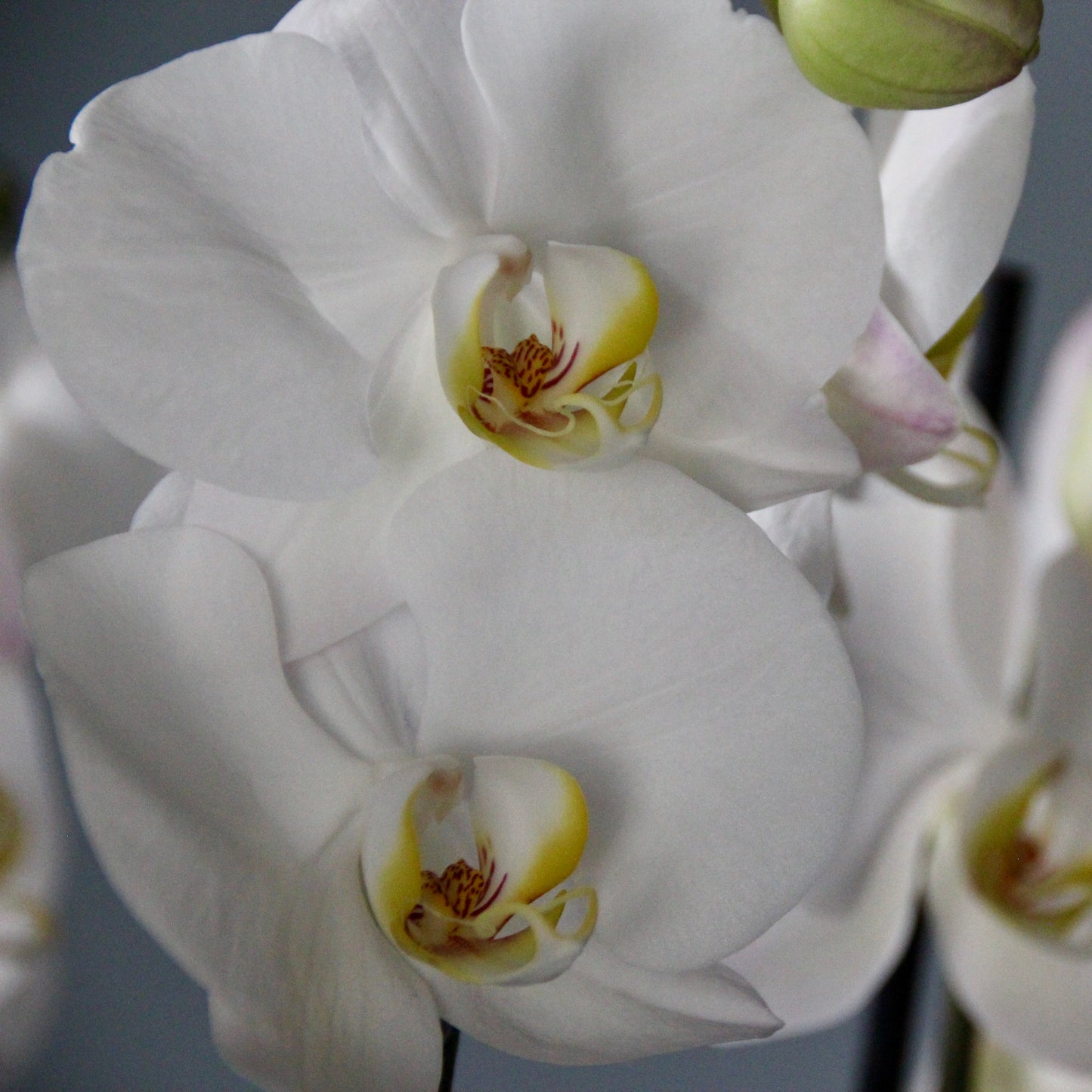 vases gift in Genoa Flowers