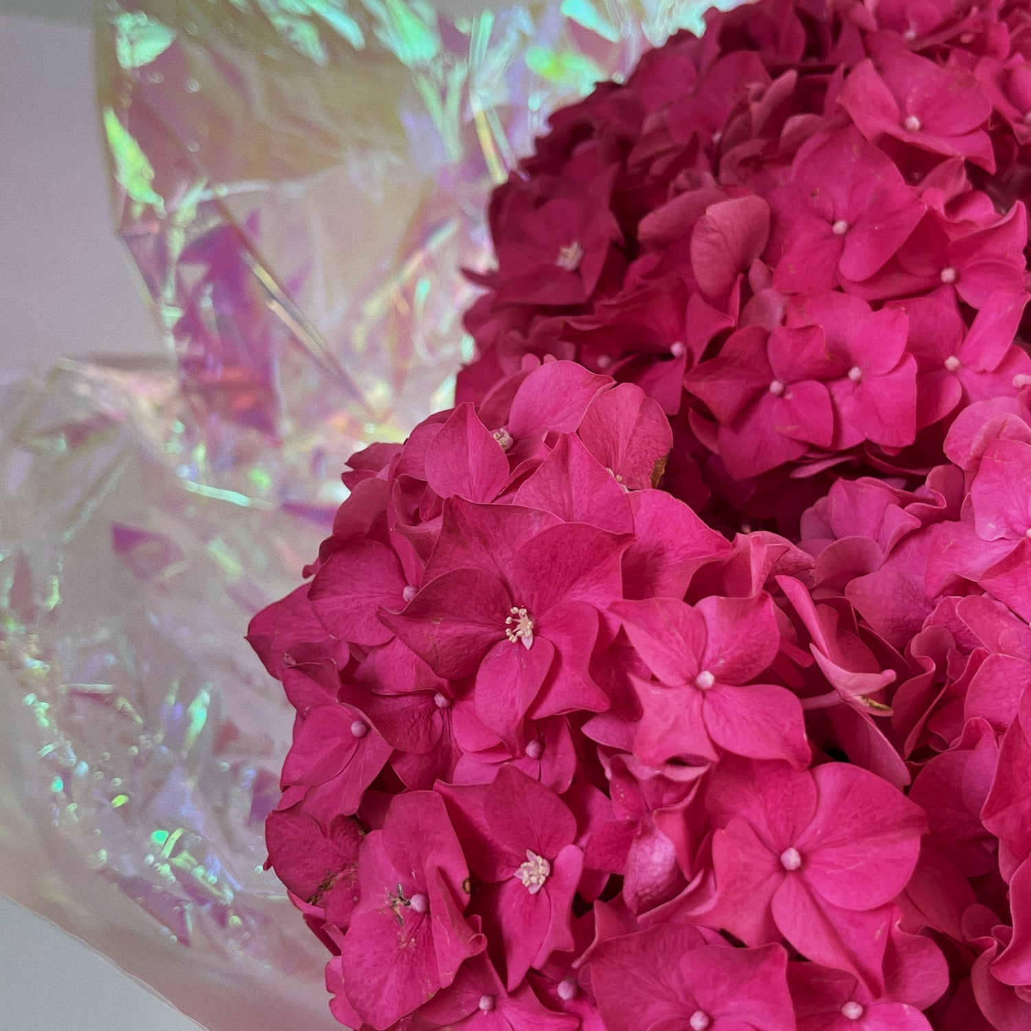 genoa flower shop