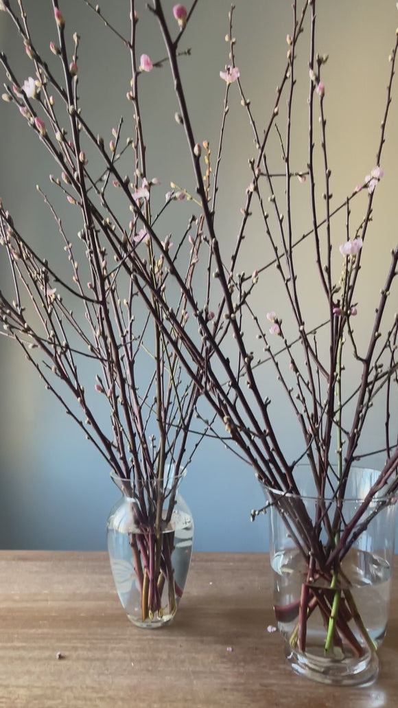 Peach Branches - video preview image