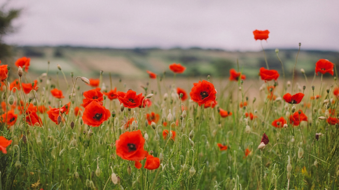 FLOWERS OF AUGUST