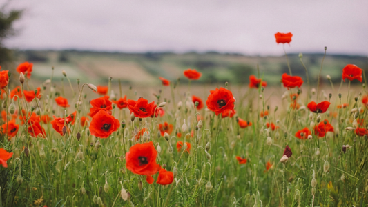 FLOWERS OF AUGUST