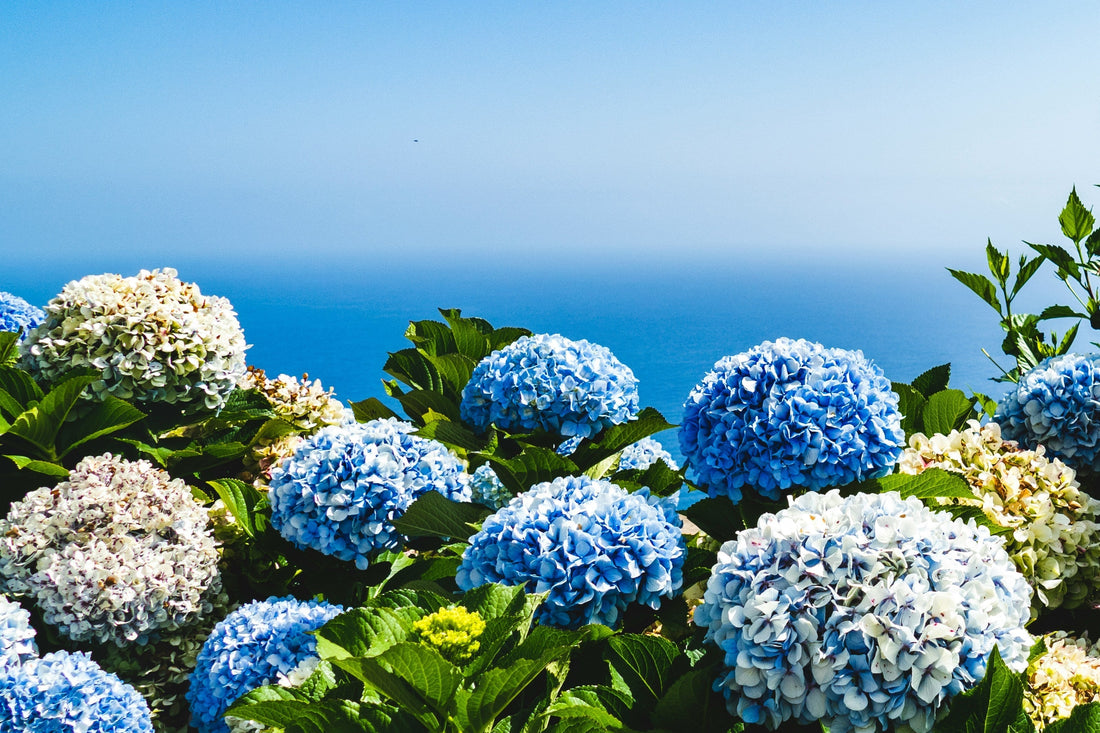 FIORI OF JUNE