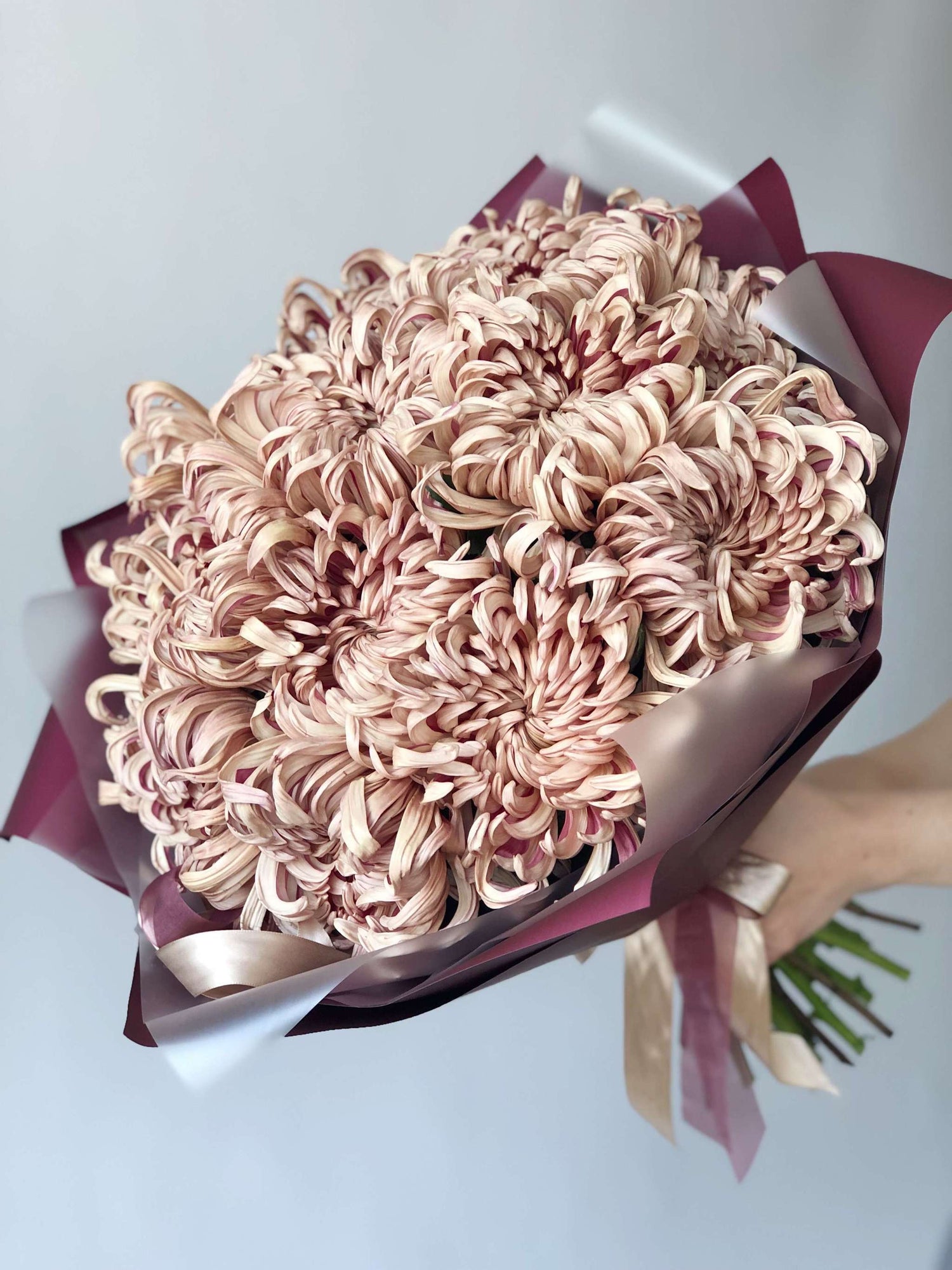 Chrysanthemum flower delivery genova Flowers