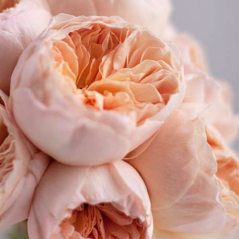 david austin roses deliery in genova Flowers