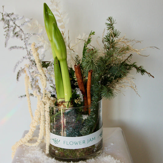 Christmas arrangement in a jar with amaryllis bulb 