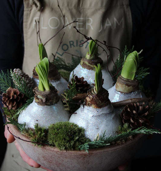christmas composition with amaryllis