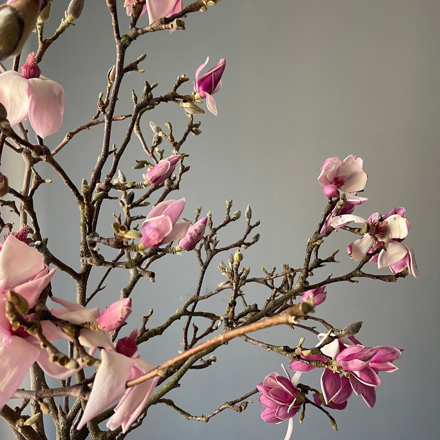 magnolia branches delivery in genova