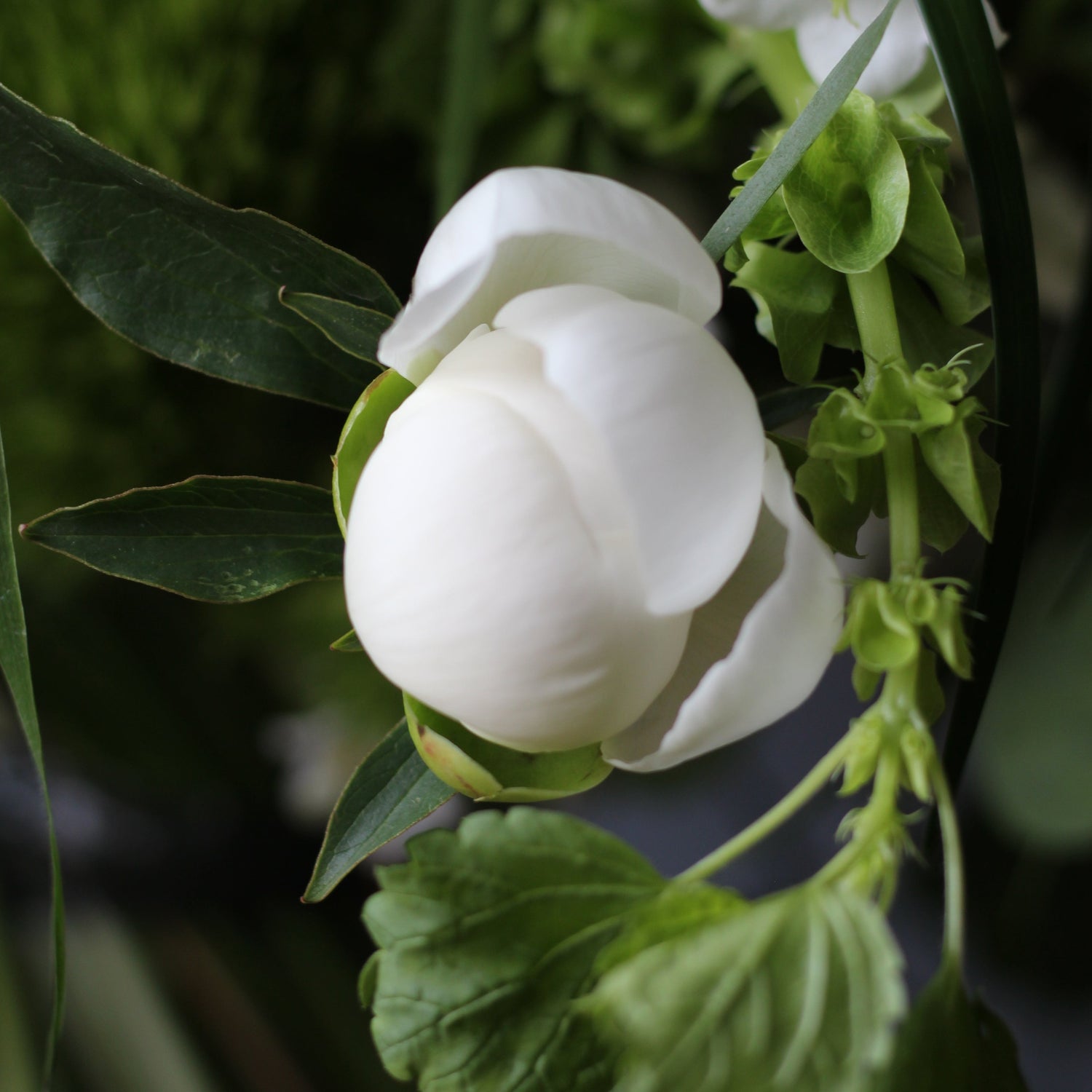 flowers delivery Genoa portofino Flowers