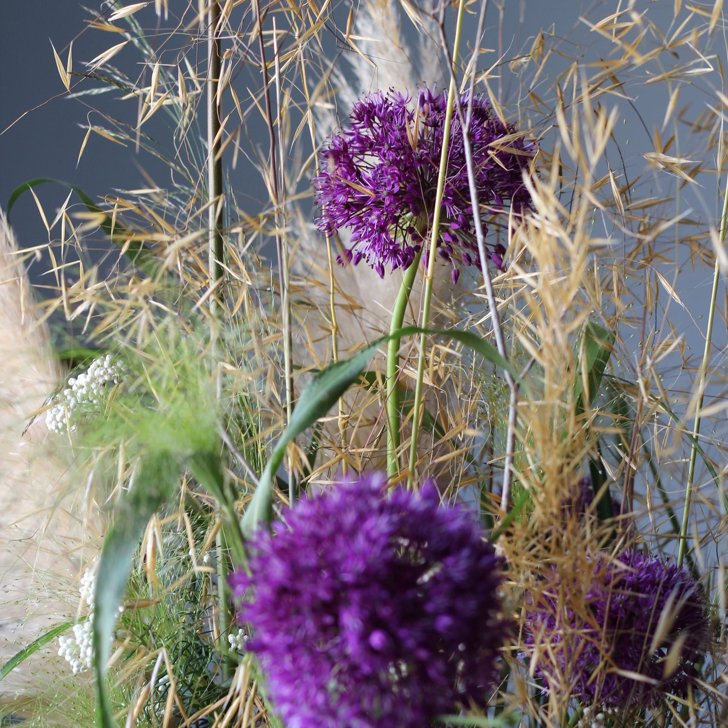 Alium violet flowers in Genova