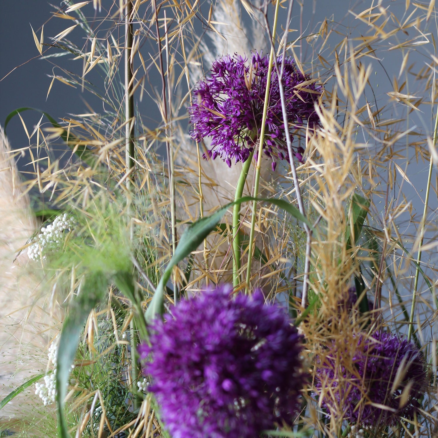 Alium violet flowers in Genova Flower Composition