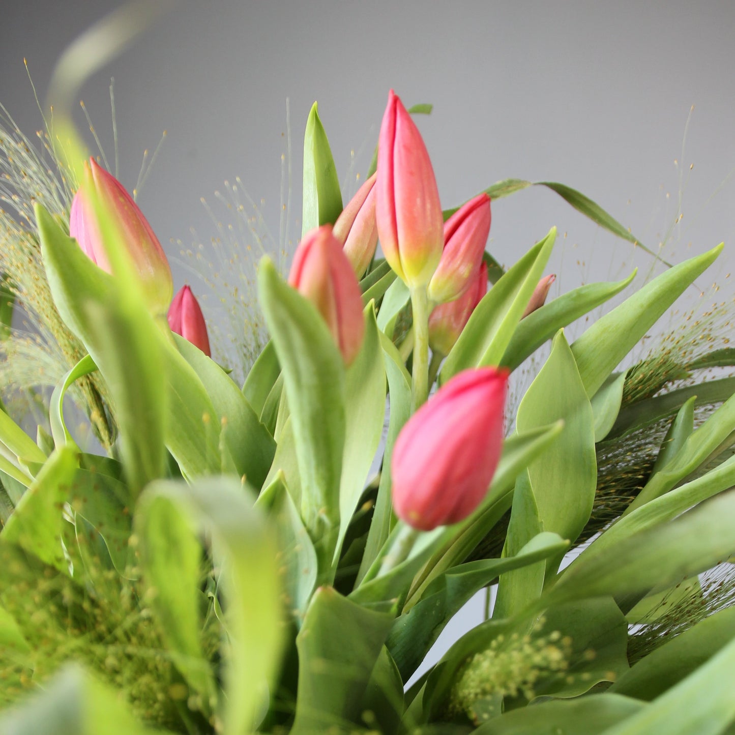 tulips delivery Genoa Bouquet of Flowers