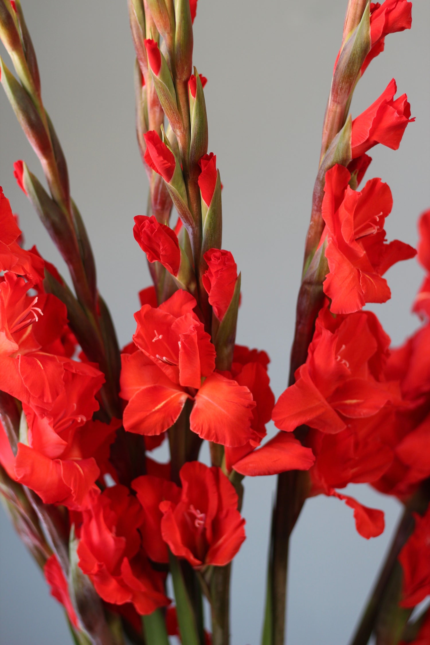 Genoa flower shop Flowers