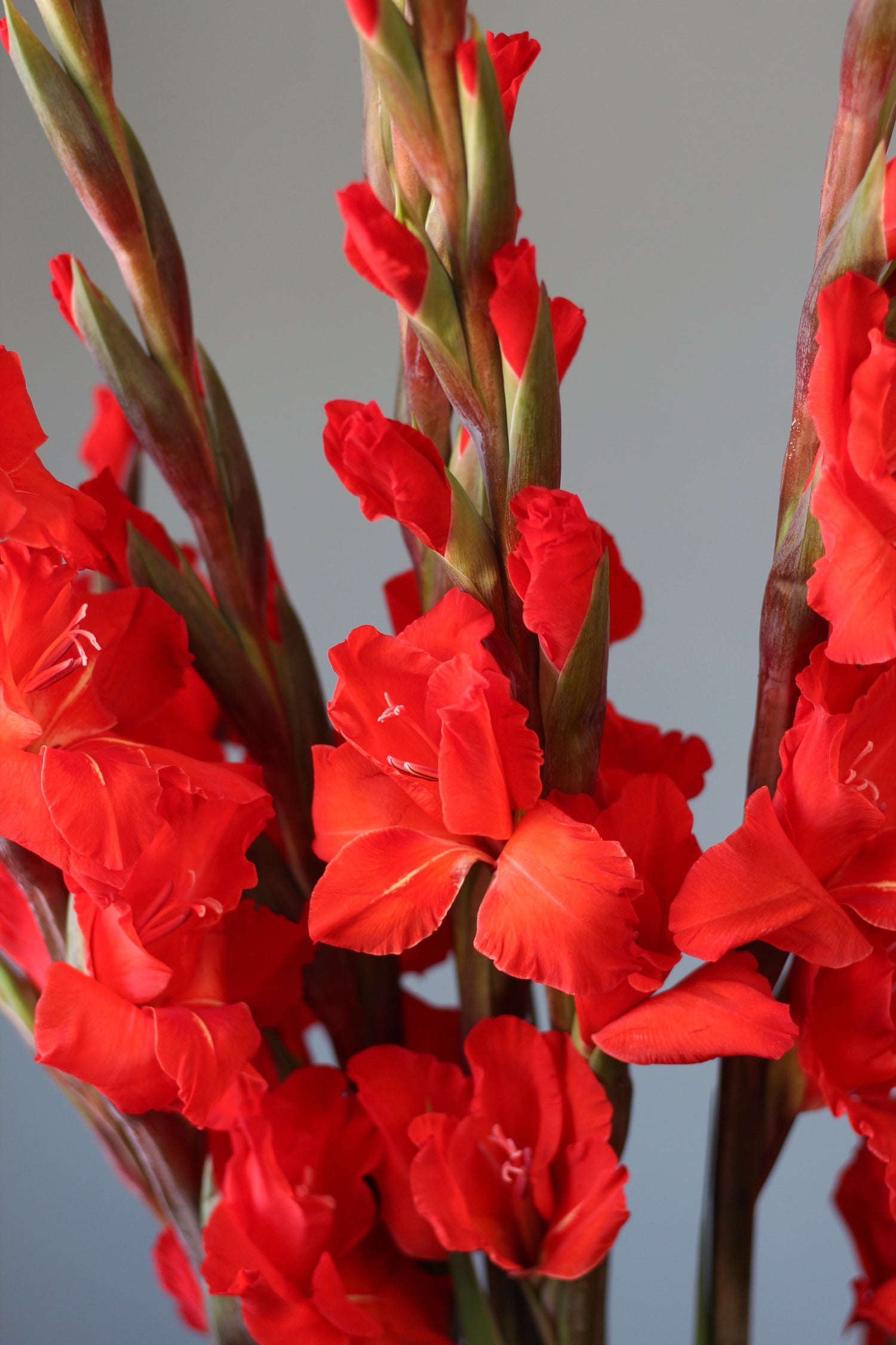 consegna fiori genova Flowers