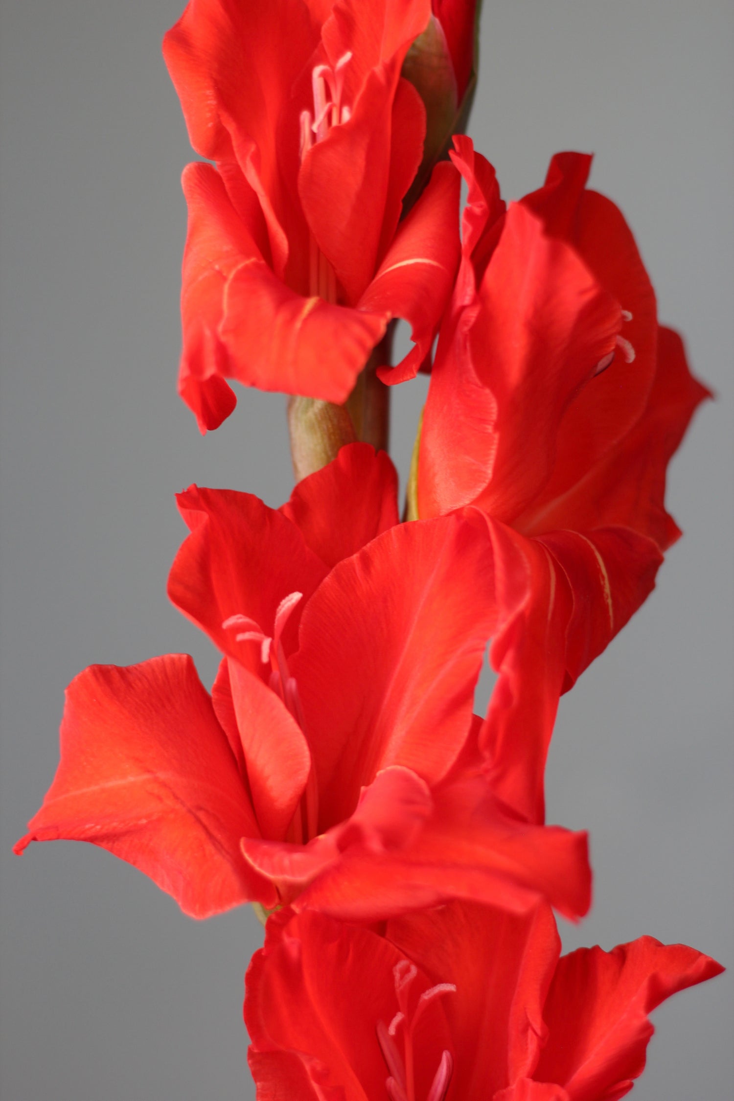 yacht flowers Genoa Flowers