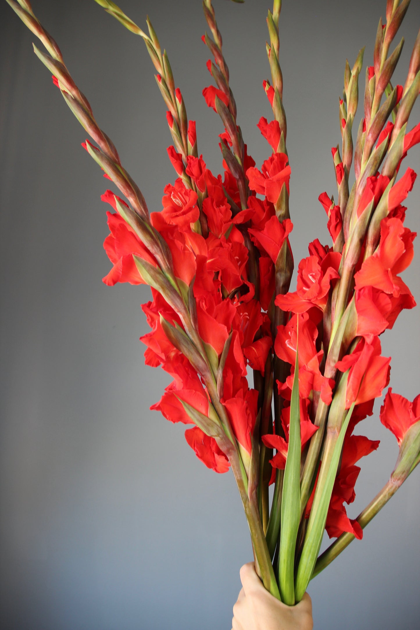 vase shop liguria Flowers