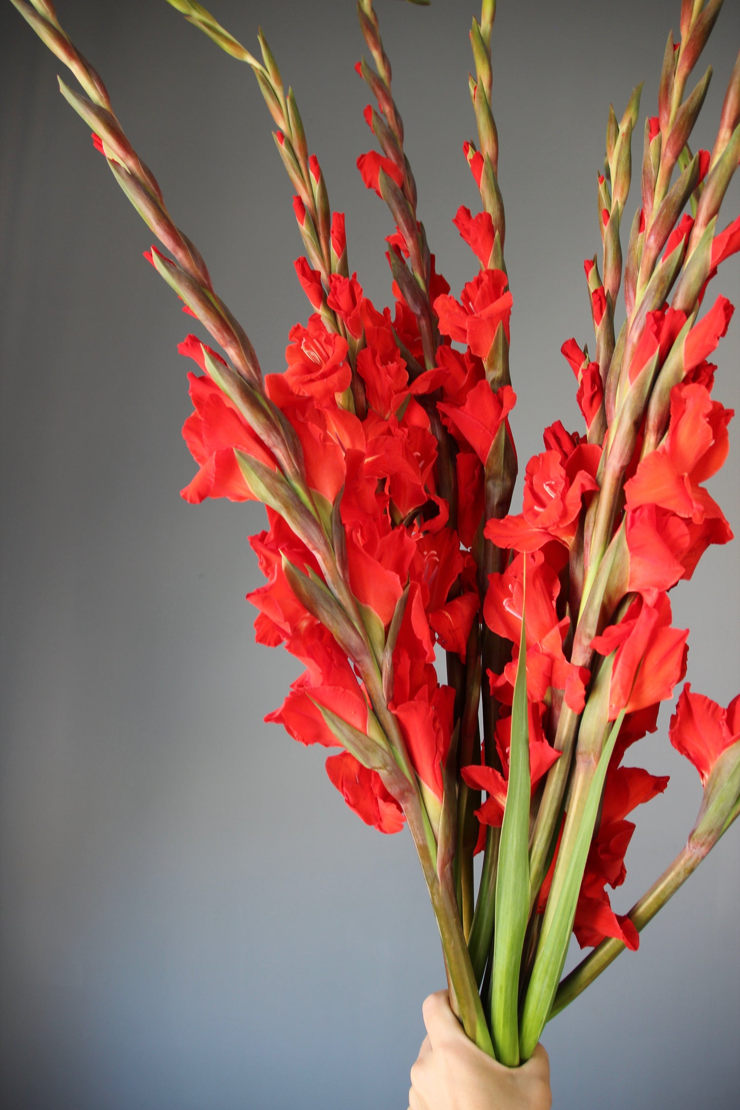 vase shop liguria Flowers