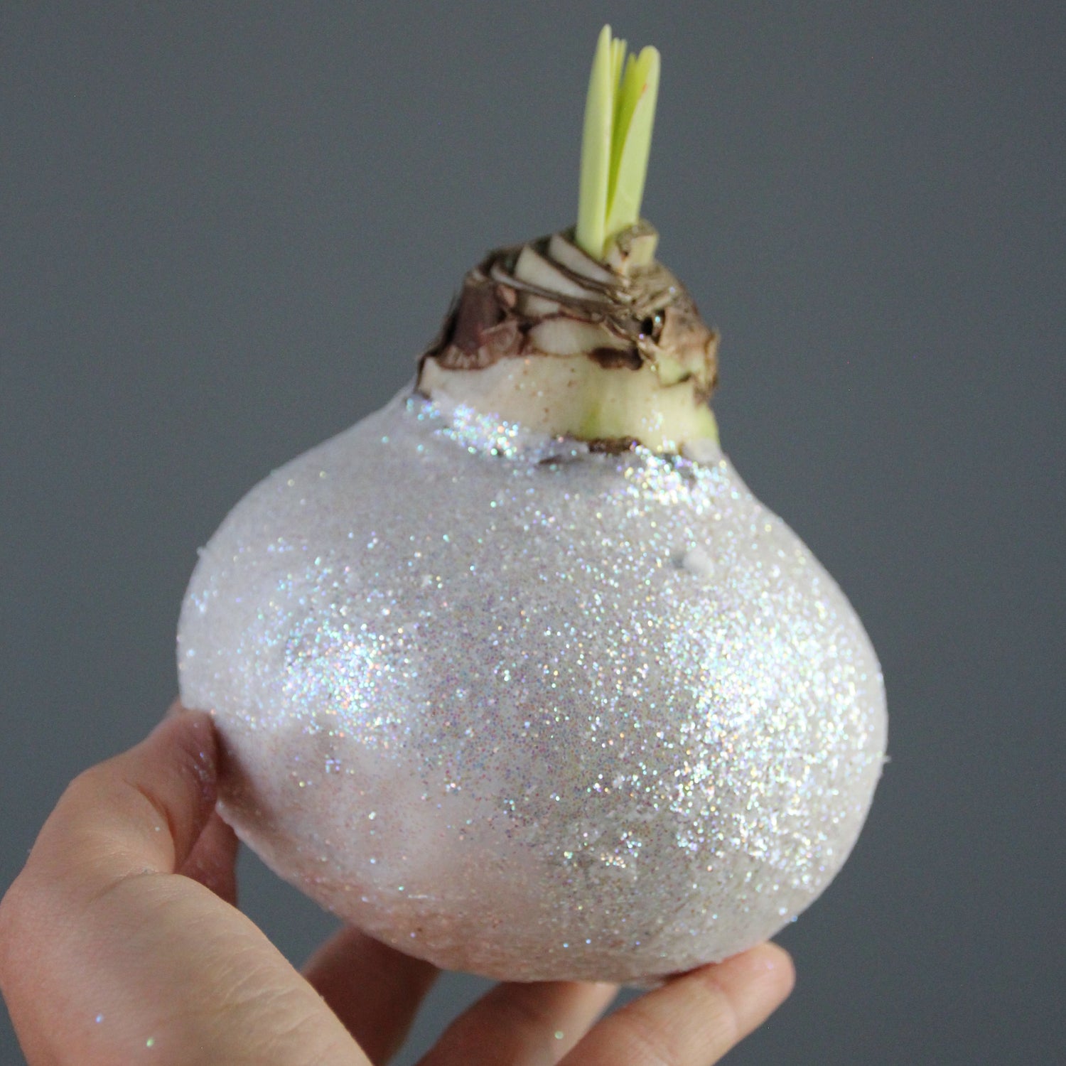 amaryllis bulbs genova delivery Flowers