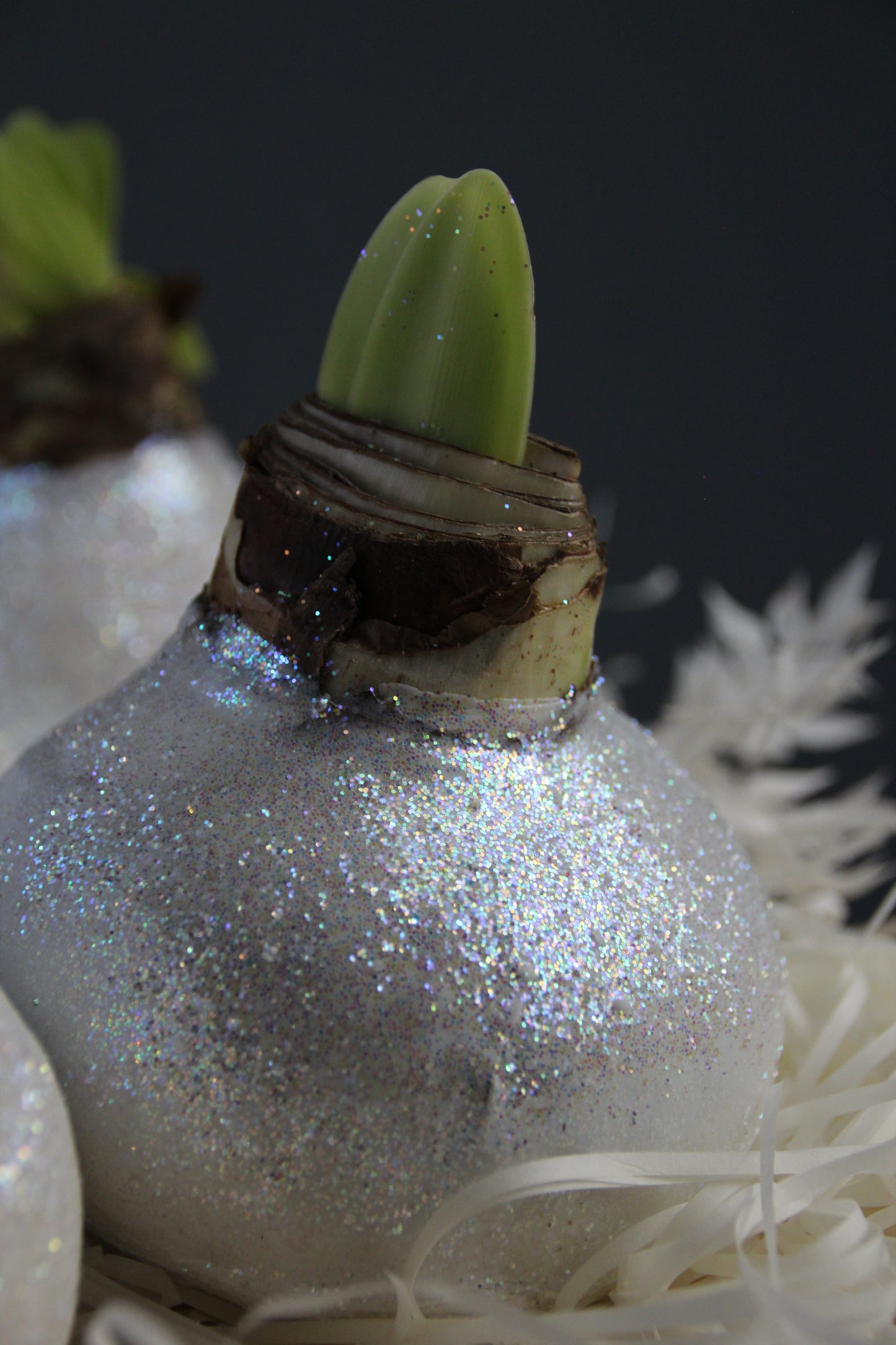 amaryllis bulb in wax genova Flowers