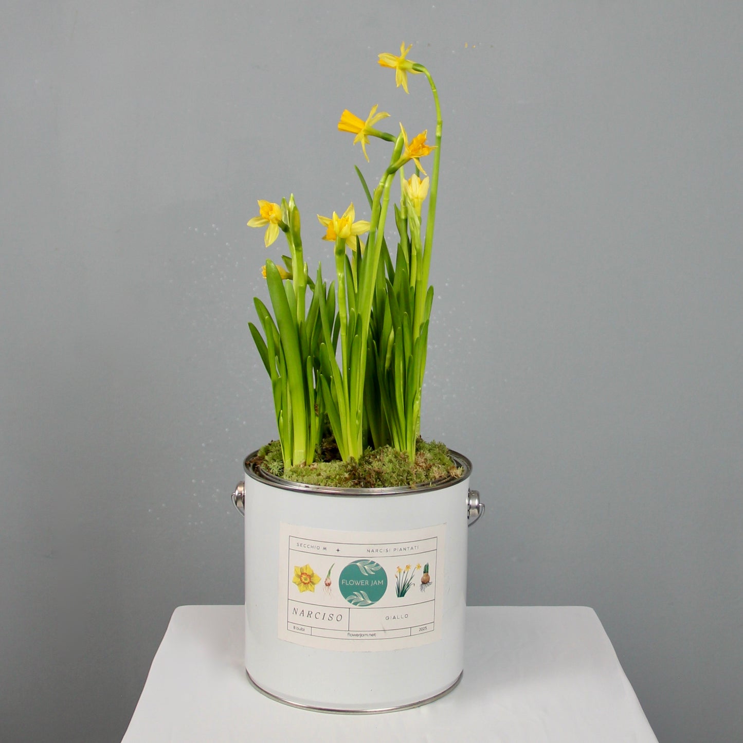 Medium Bucket of Narcissus Bulbs – Baby Yellow