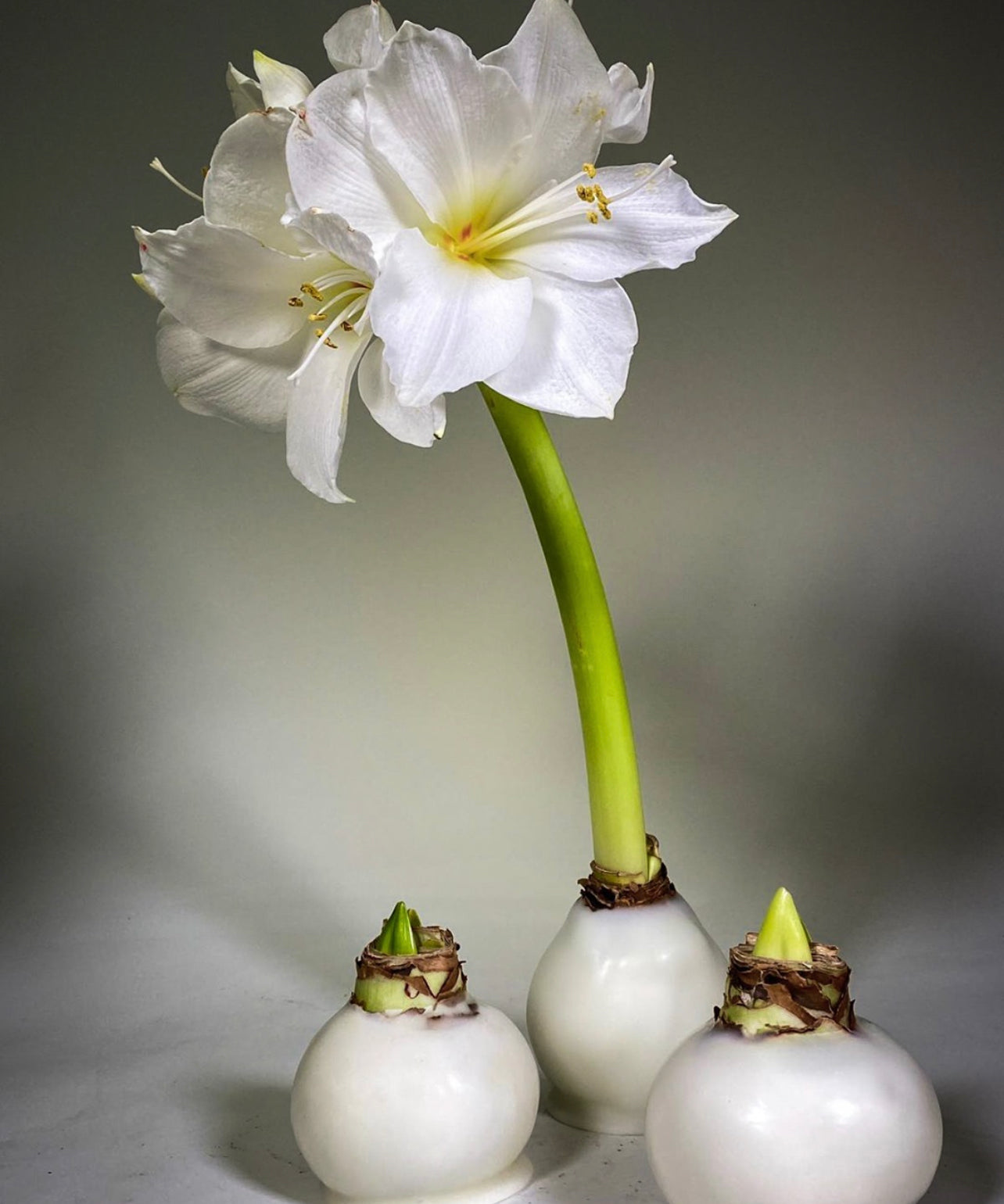 white waxed amaryllis delivery Genoa Flowers