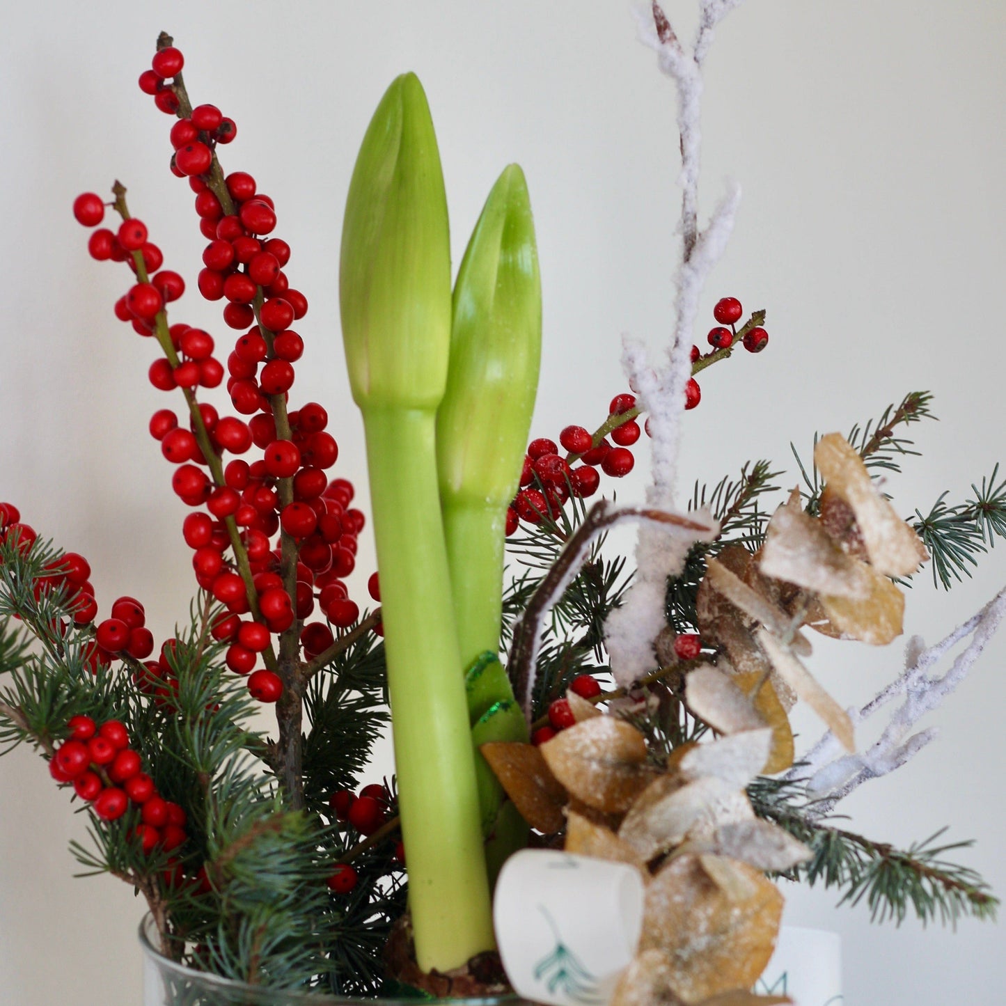 amaryllis  product_type