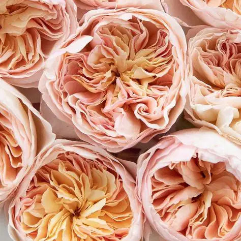bouquet of flowers