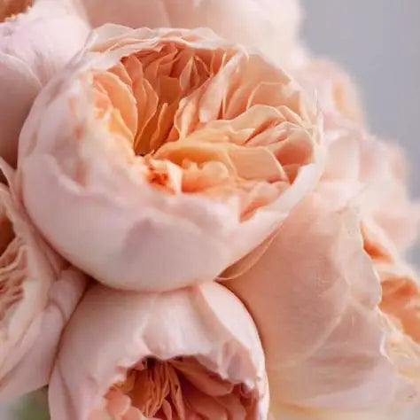 david austin roses deliery in genova Flowers