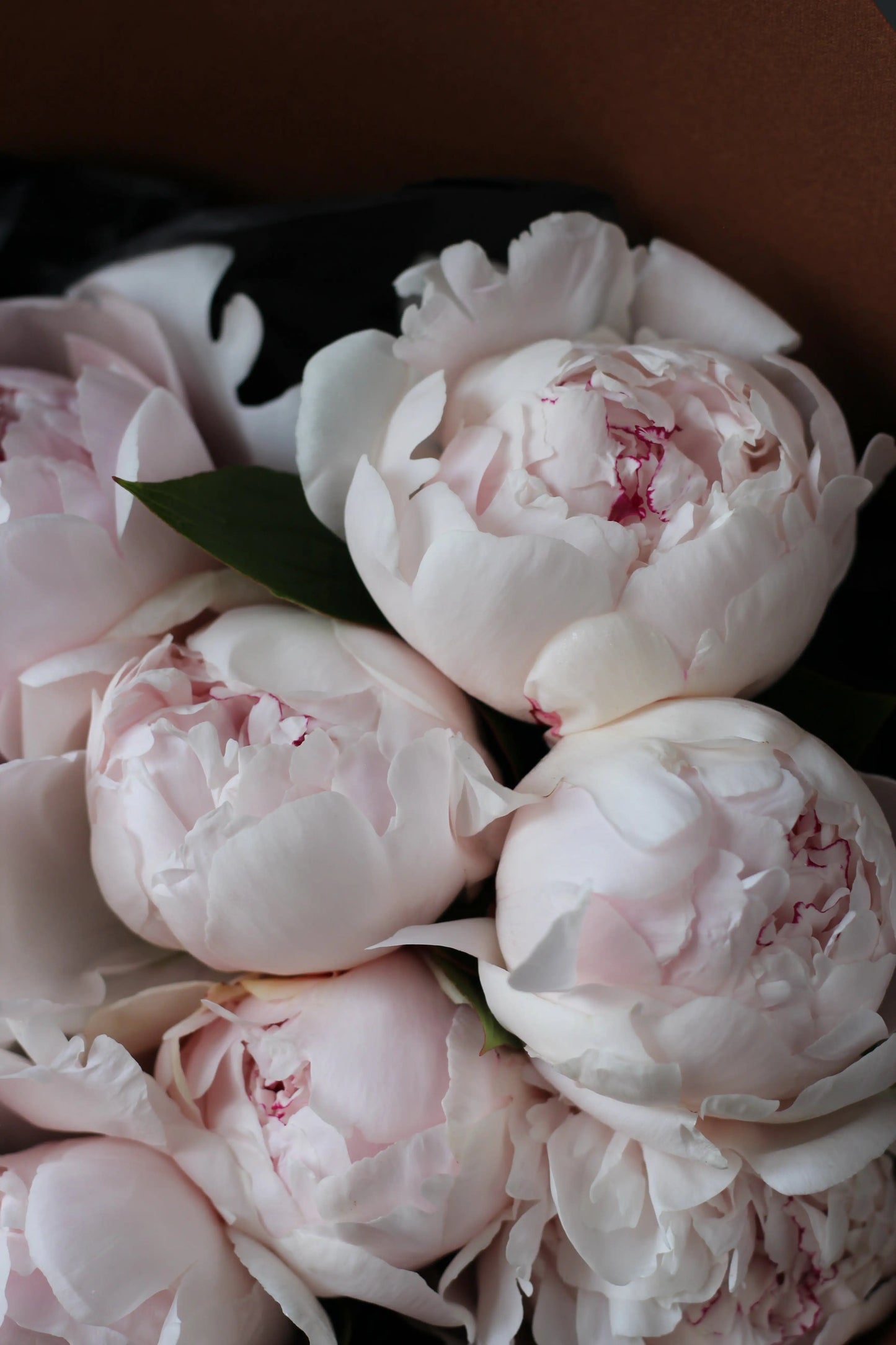 bouquet of Peonies