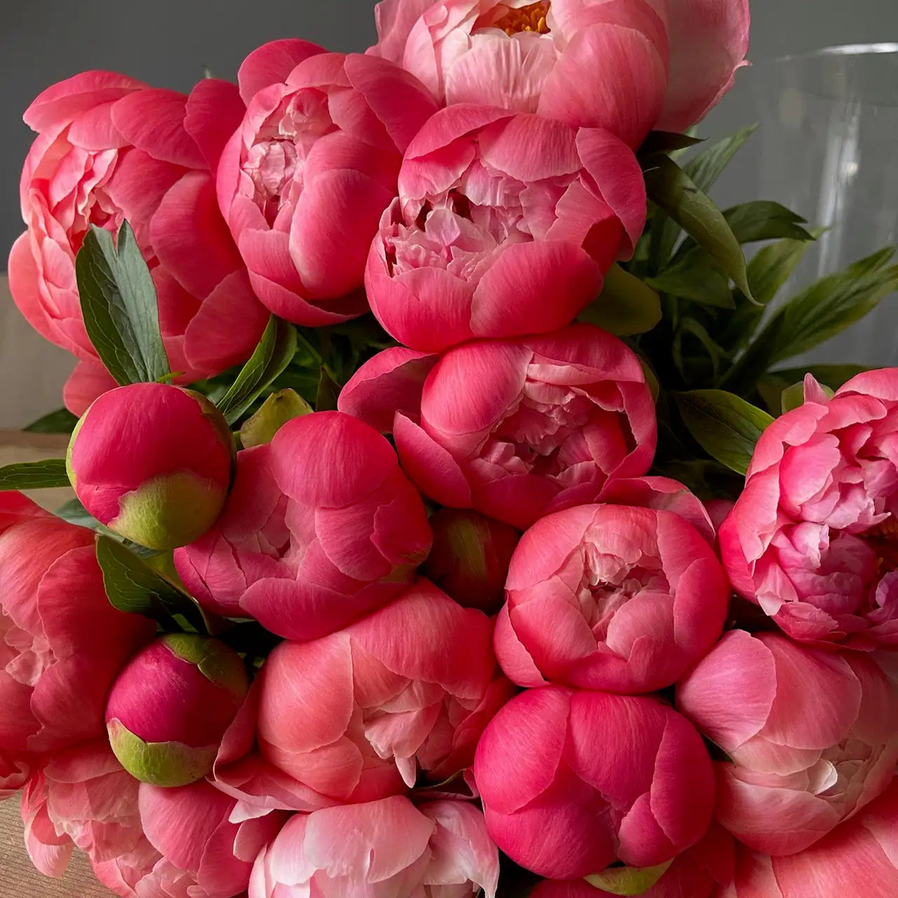 a lot of big coral Peonies
