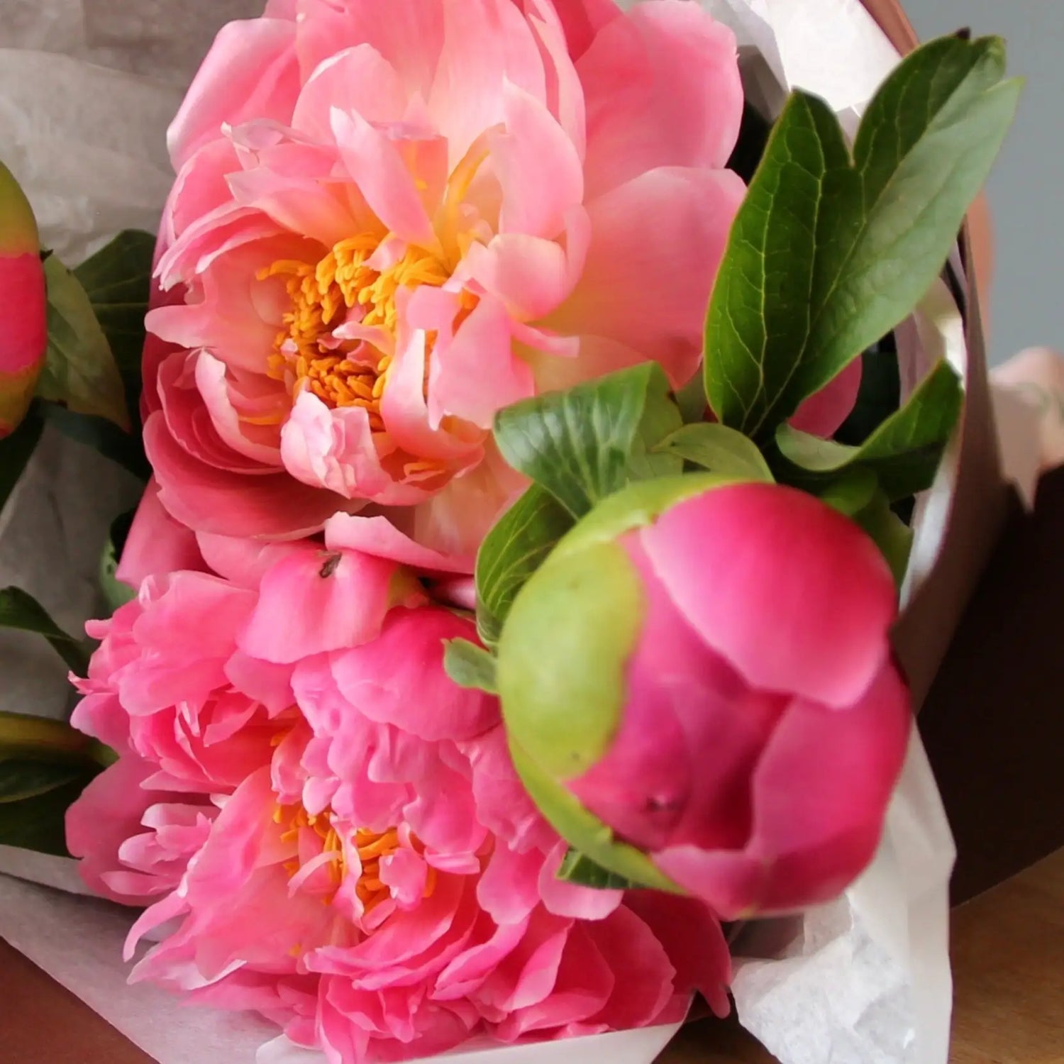 a close up on coral peonies