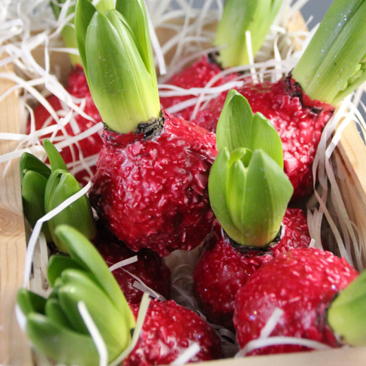 waxed hyacinth delivery genova Flowers